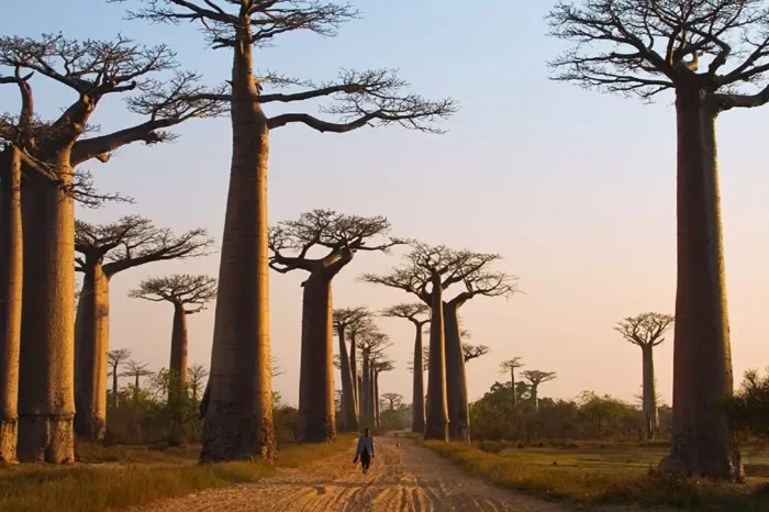 El Río Tsiribihina, Los Tsingys y La Avenida de Baobabs